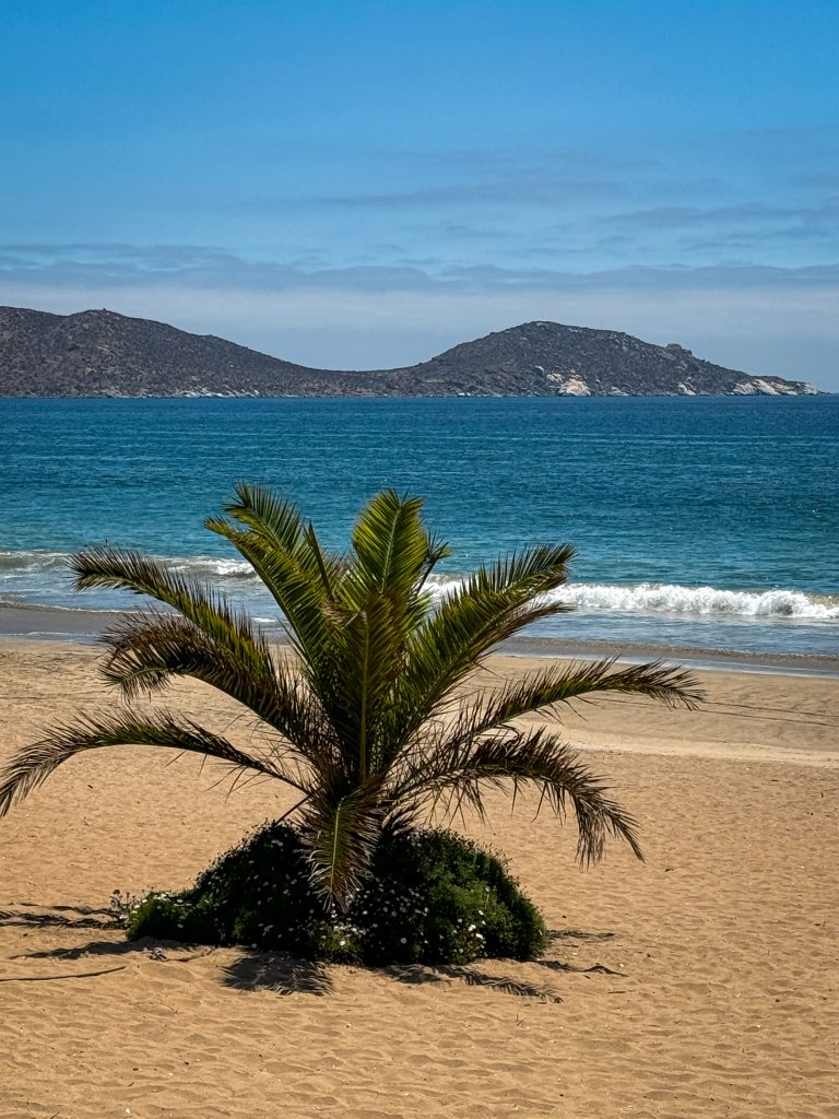 A short palm tree on the beach with the ocean and mountains behind it in Guanaqueros Chile
