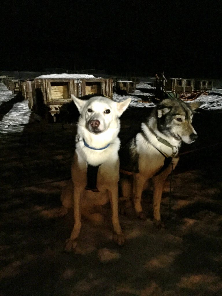 2 huskies in the snow ready to go dog sledding