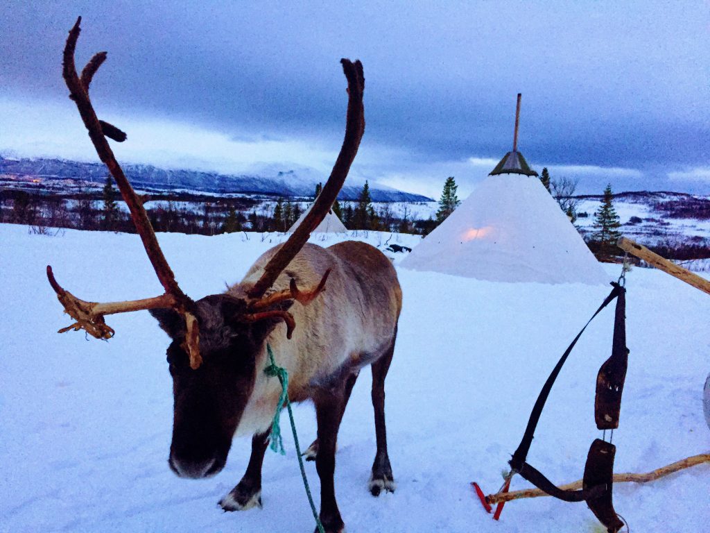 Reindeer with lavvu behind it