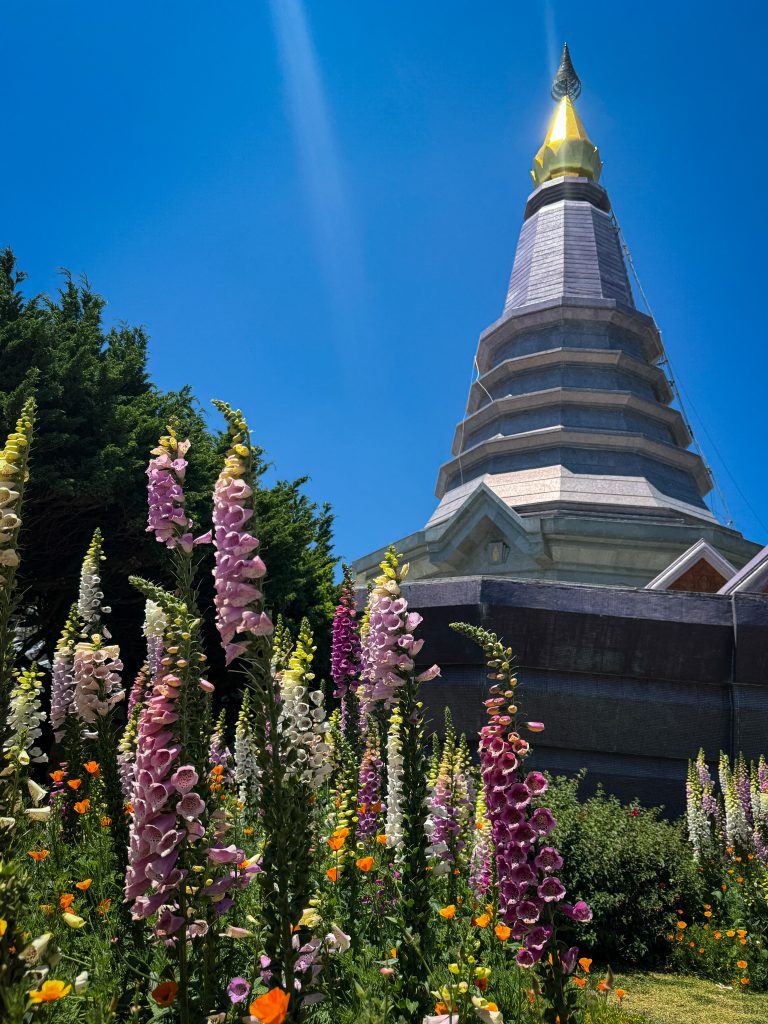 Purple flowers in front of purple Queen pagoda at Doi Intheon