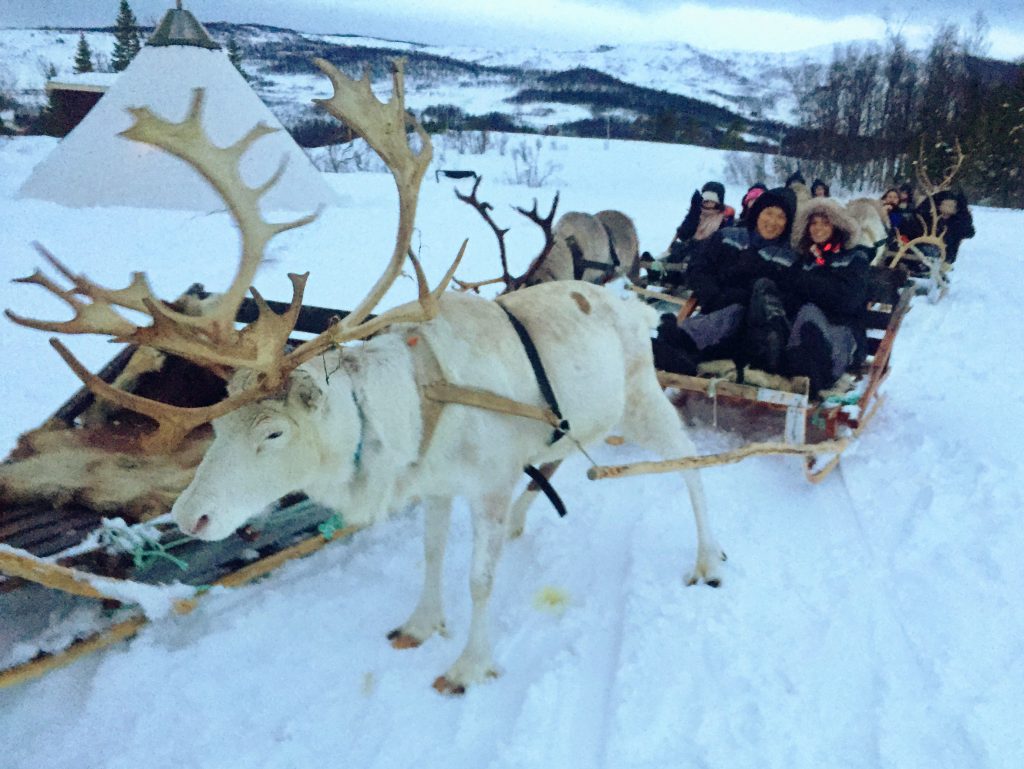 A white reindeer pulling a couple in a sled in winter
