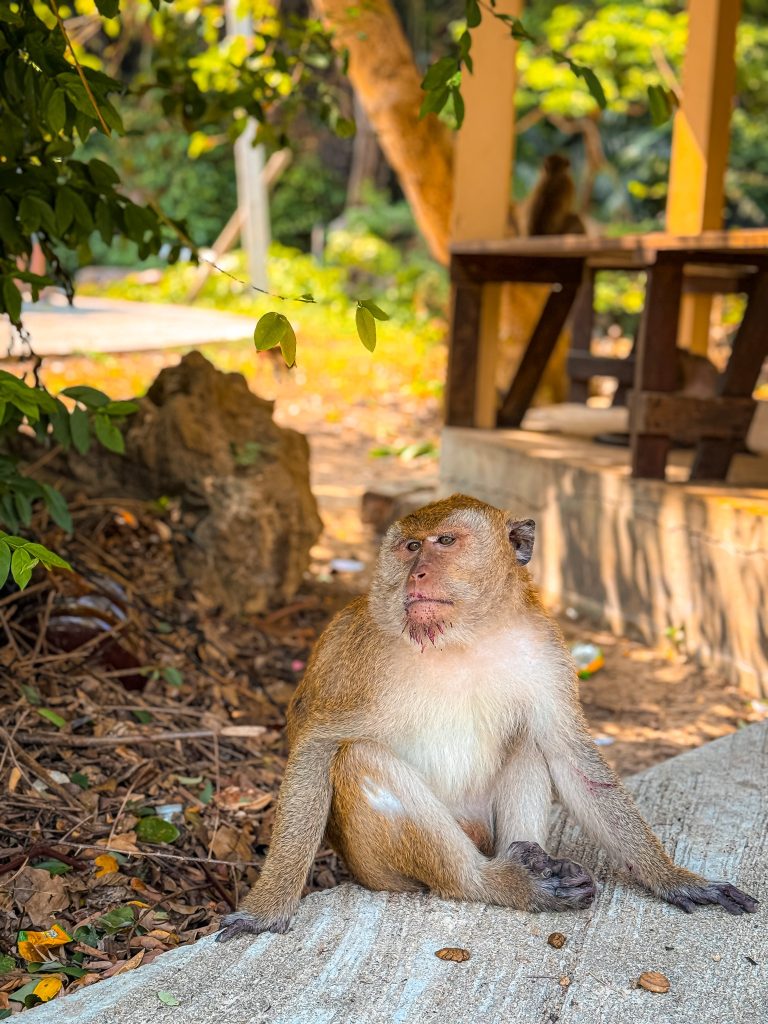 Macaque sitting near a shaded table at Monkey Corner in Railay, Thailand