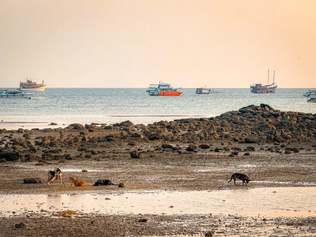 Boats offshore and dogs walking across the rocky beach at low tide near Villa Cha-Cha Krabi.