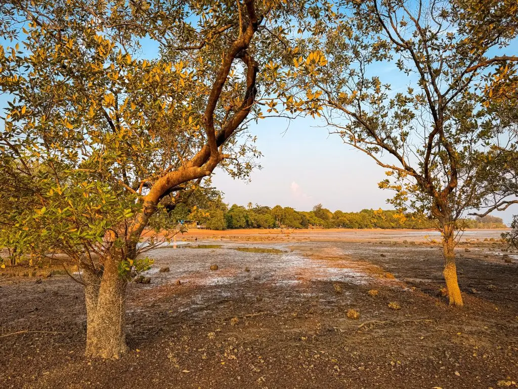 Mangrove trees framing the exposed shoreline at low tide near Villa Cha-Cha Krabi.