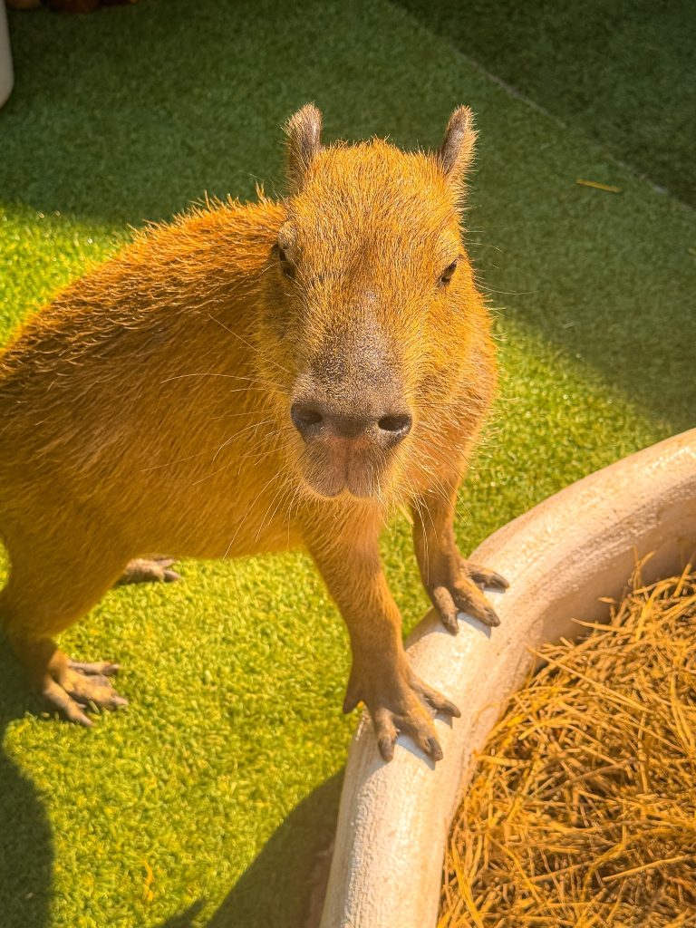 Close-up of a capybara standing beside a hay bed at Capybara Cafe Thailand in Chiang Mai.