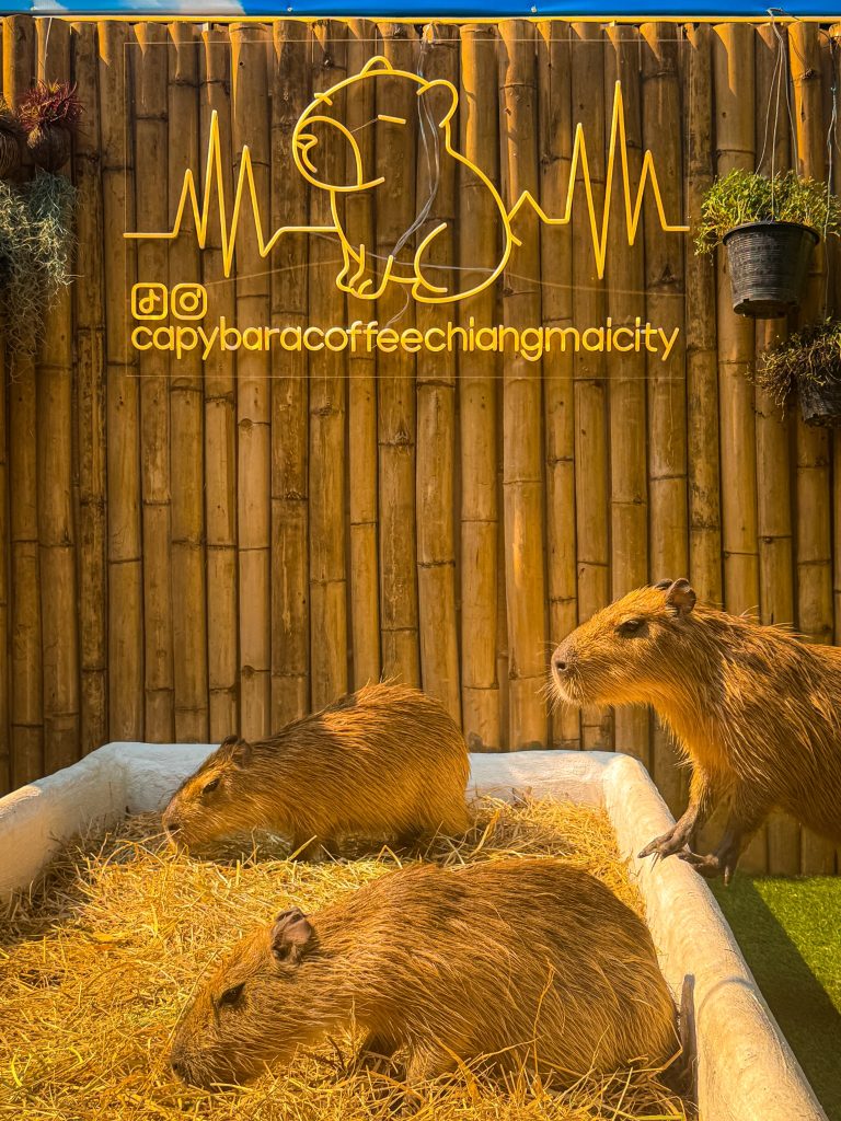 Capybaras resting around a straw-filled bed beneath the Capybara Coffee Chiang Mai sign.