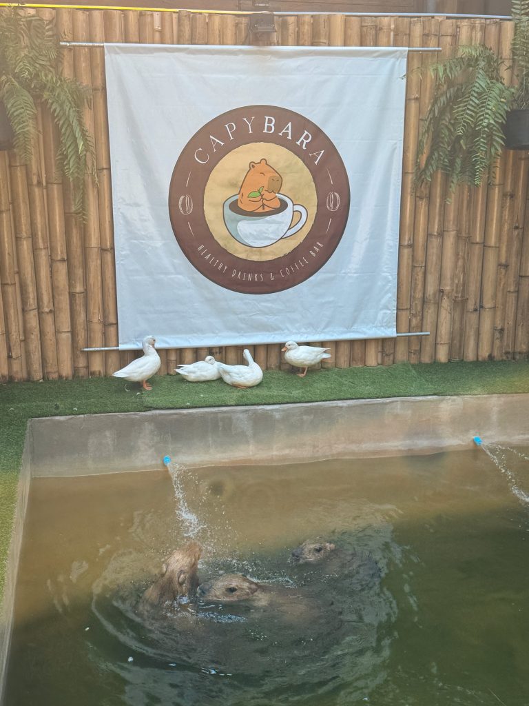 Capybaras swimming in a pool with white ducks nearby at Capybara Cafe Thailand in Chiang Mai.