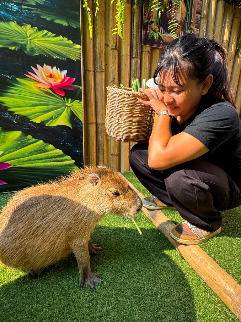 Cafe staff member feeding a capybara inside the animal interaction area at Capybara Cafe Thailand.