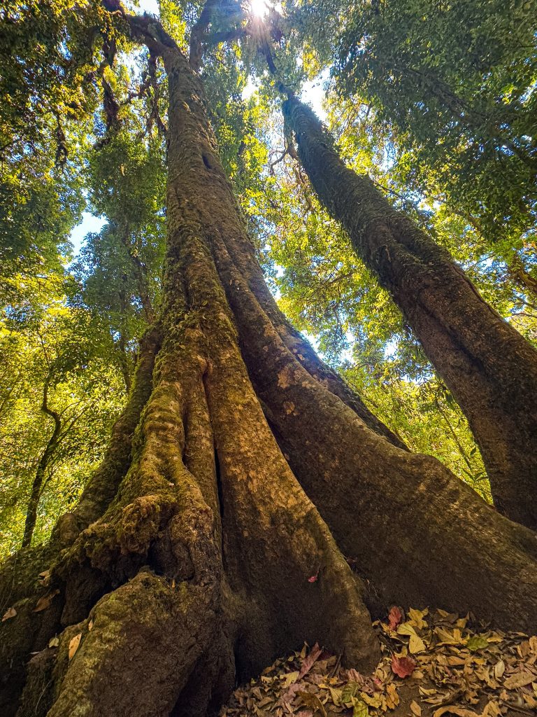 Giant moss-covered trees rising through the dense cloud forest in Doi Inthanon National Park, Thailand.