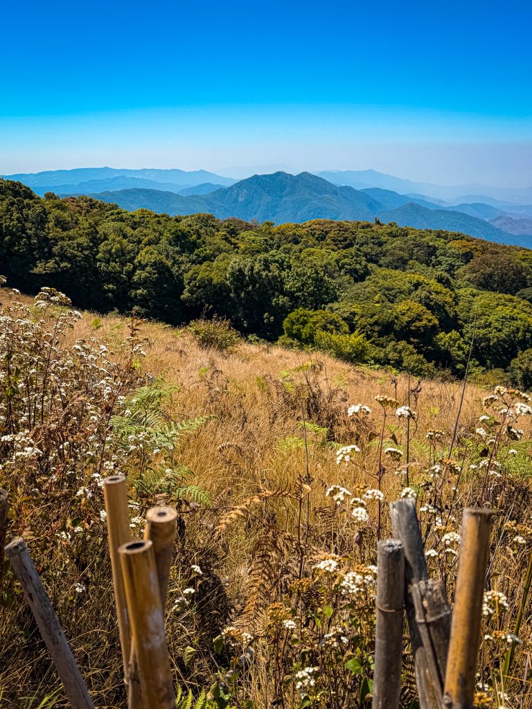 Wildflowers on Kew Mae Pan Nature Trail with mountain views in Doi Inthanon National Park.
