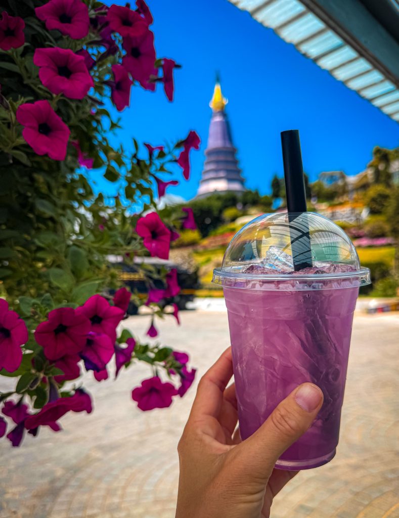 Purple iced drink held beside colorful flowers with a Royal Pagoda visible in the background at Doi Inthanon.