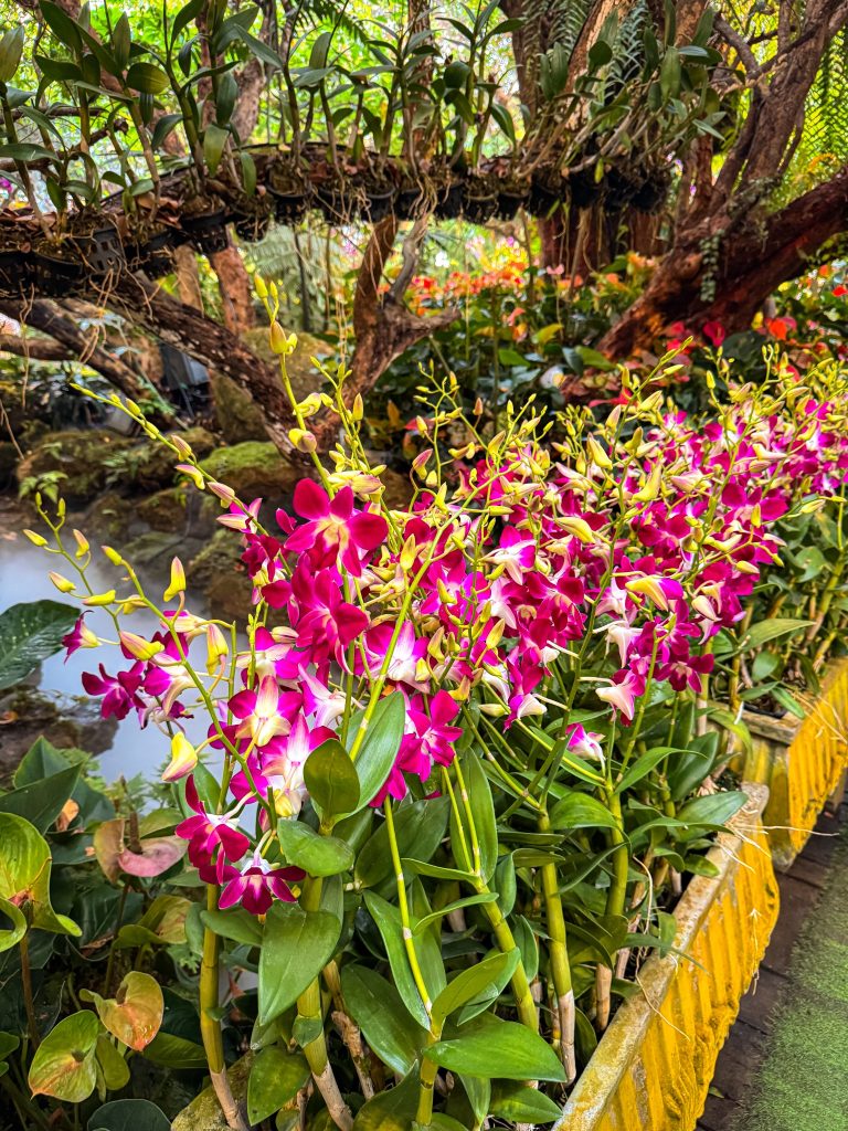 Bright pink orchids blooming among the lush tropical plants at Lalitta Cafe Chiang Rai.