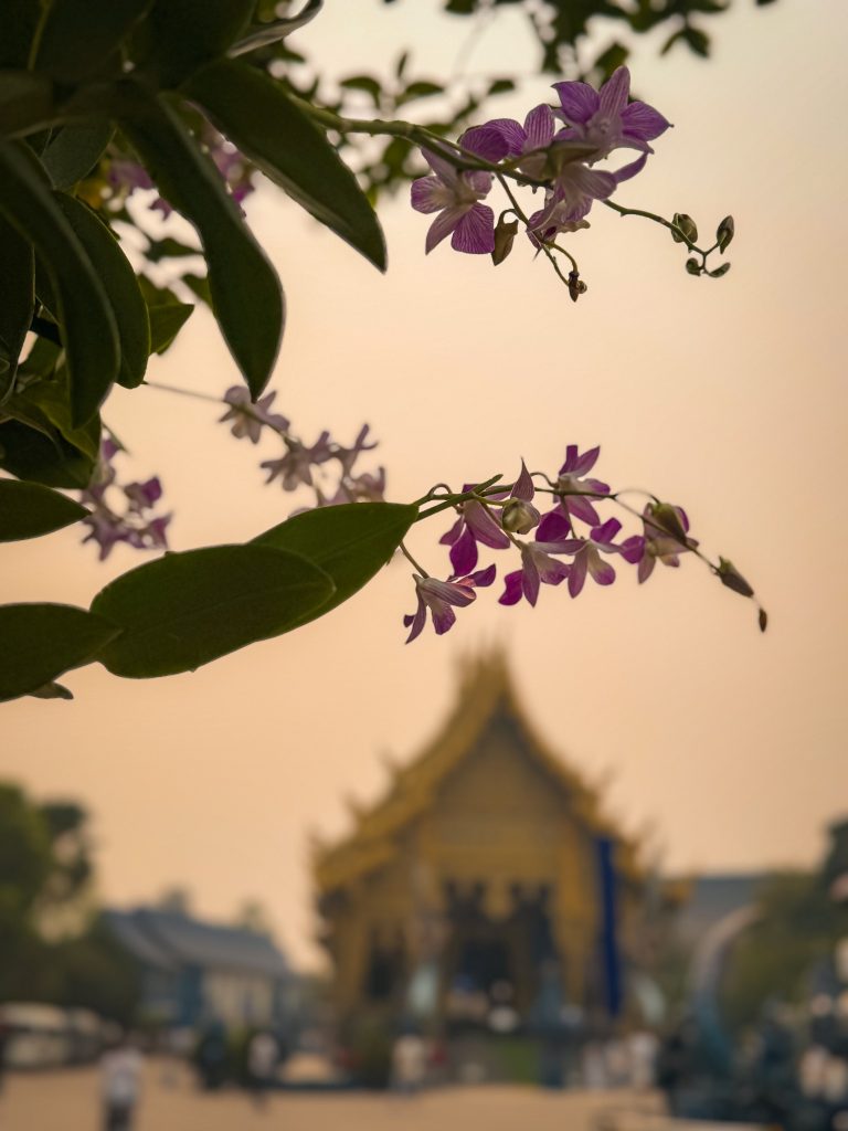 Purple orchid flowers in focus with the Blue Temple softly blurred in the background.
