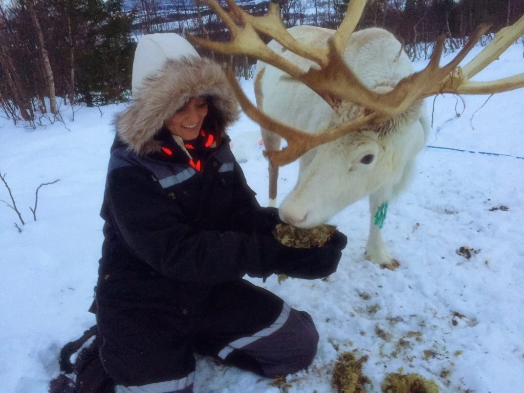 Woman feeding a reindeer in the snow in Tromso, Norway