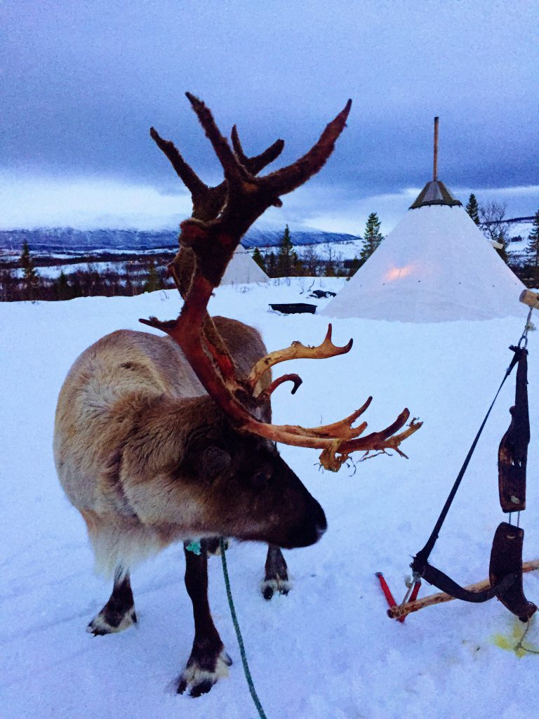 Reindeer and lavu in the snow in Tromso, Norway