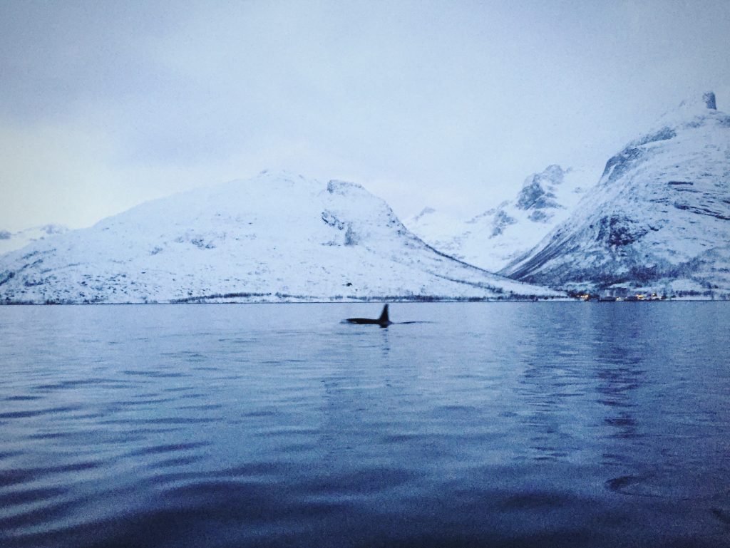 An orca surfacing to breathe in the snowy fjord in Tromso, Norway