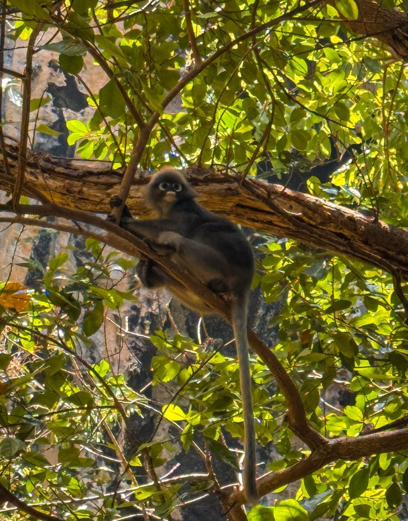 Long-tailed langur monkey resting on a branch beneath the leafy canopy in Railay.