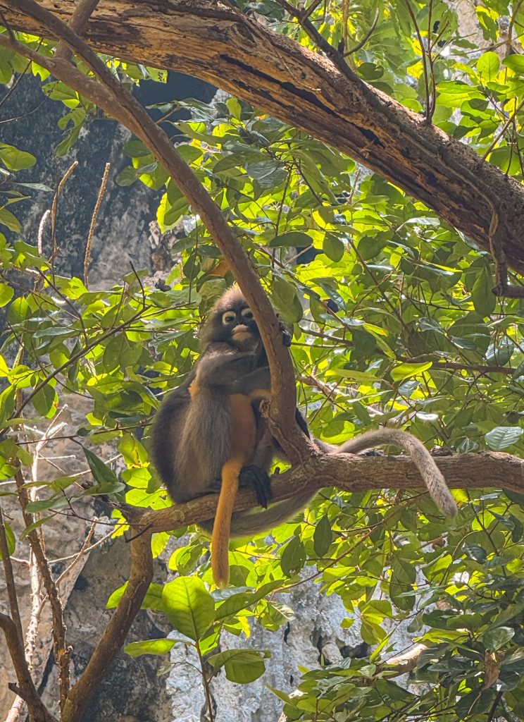 Langur monkey sitting among leafy tree branches near the limestone cliffs of Railay.
