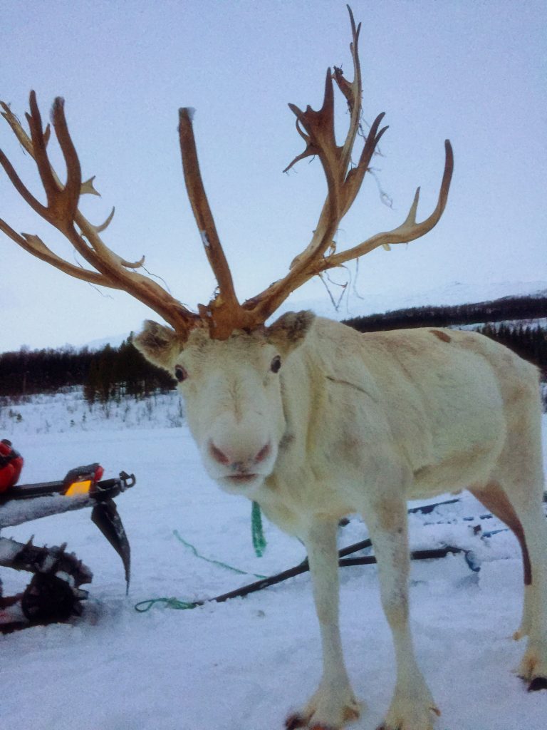 Reindeer looking at the camera in the snow in Tromso, Norway