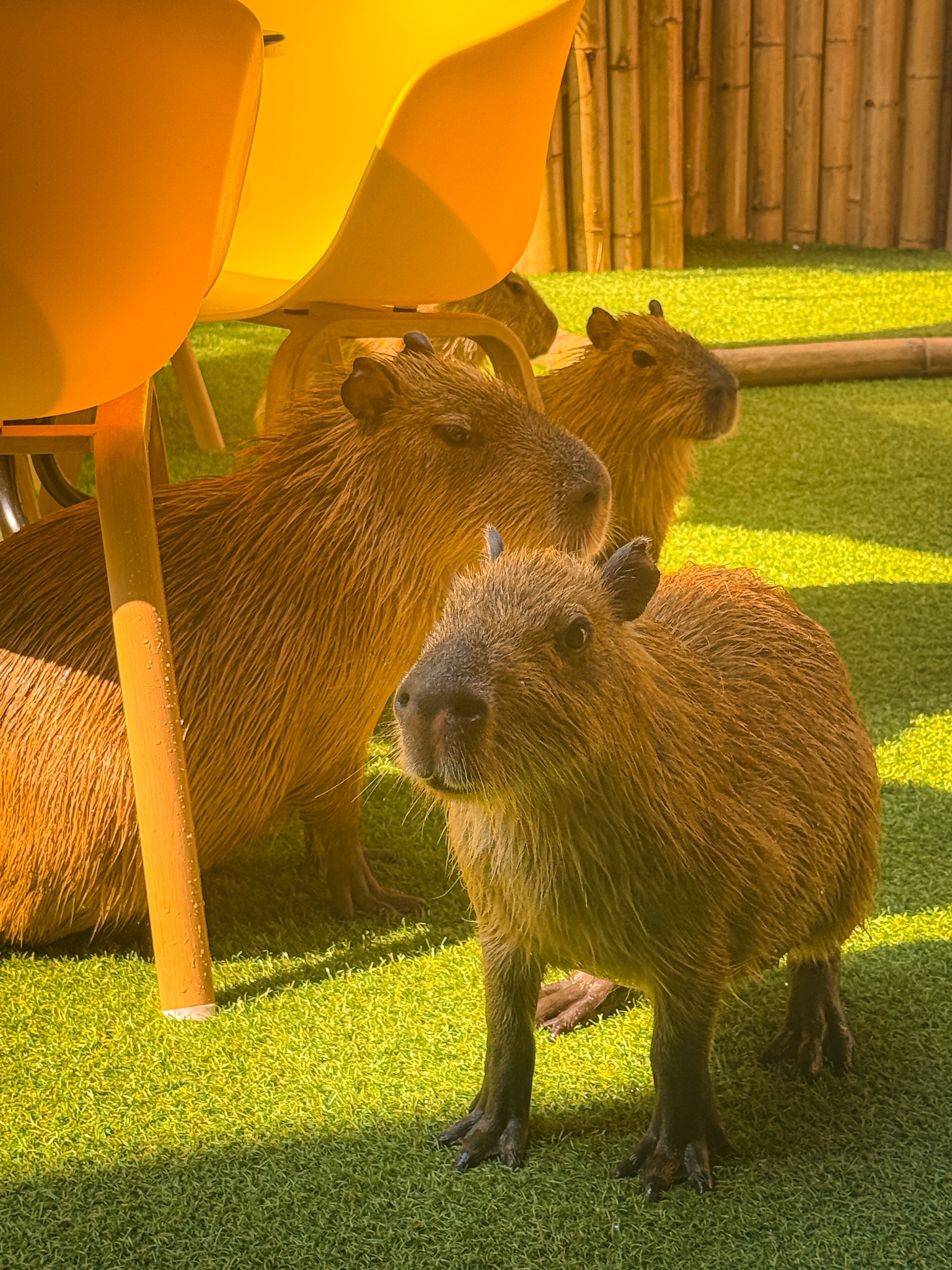Group of capybaras relaxing together on the grass inside Capybara Cafe Thailand.