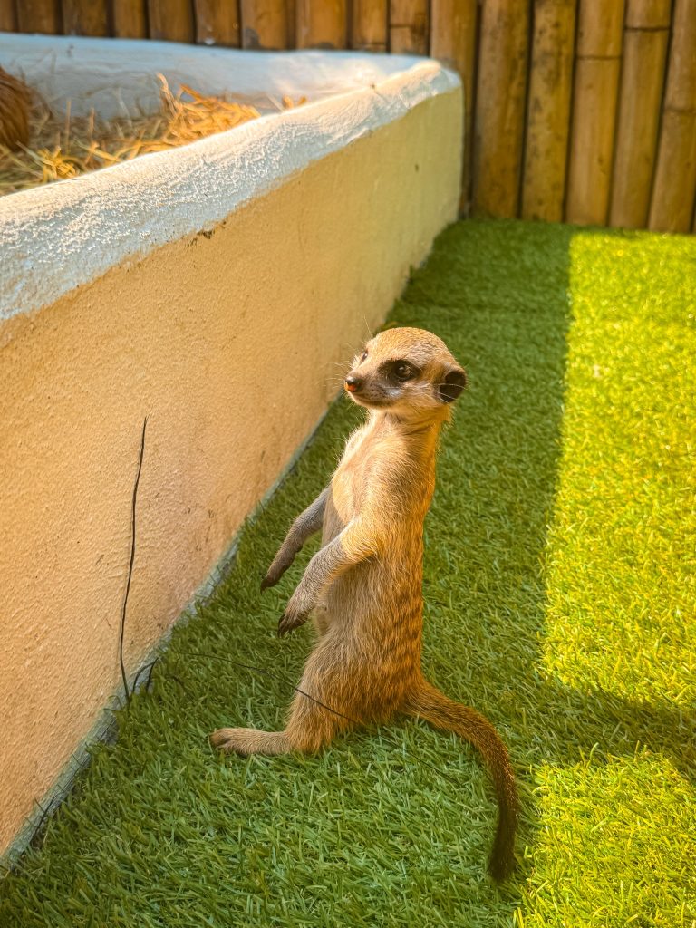 Meerkat standing upright in the animal area at Capybara Cafe Thailand in Chiang Mai.