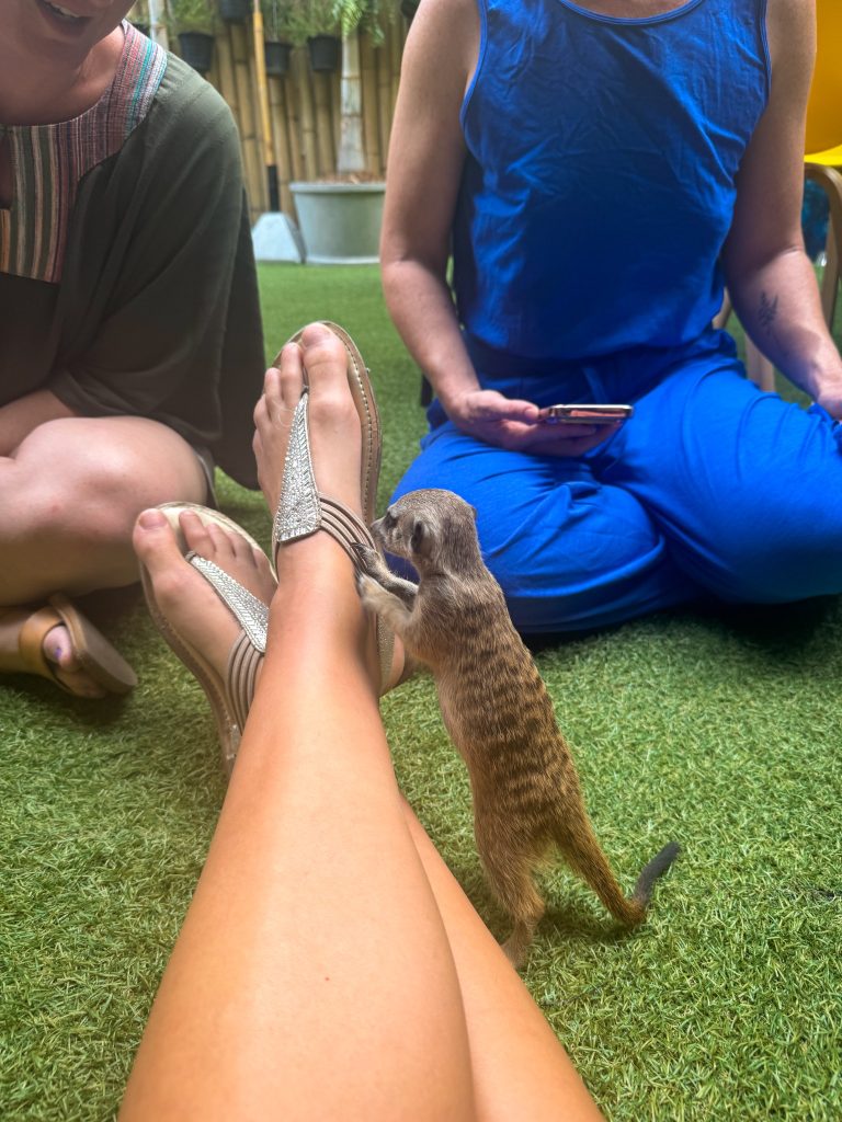 Curious meerkat standing against a visitor's shoe at Capybara Cafe Thailand in Chiang Mai.