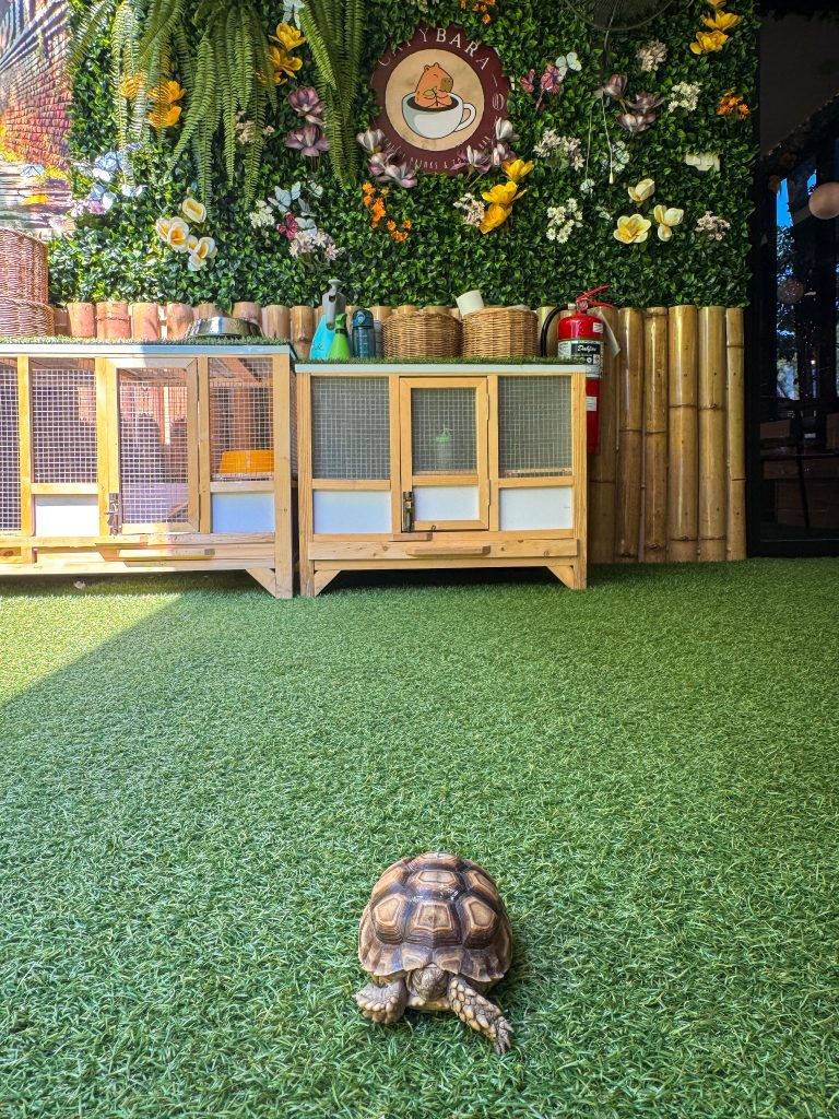 Small tortoise resting on a capybara with other animals visible nearby at Capybara Cafe Thailand.