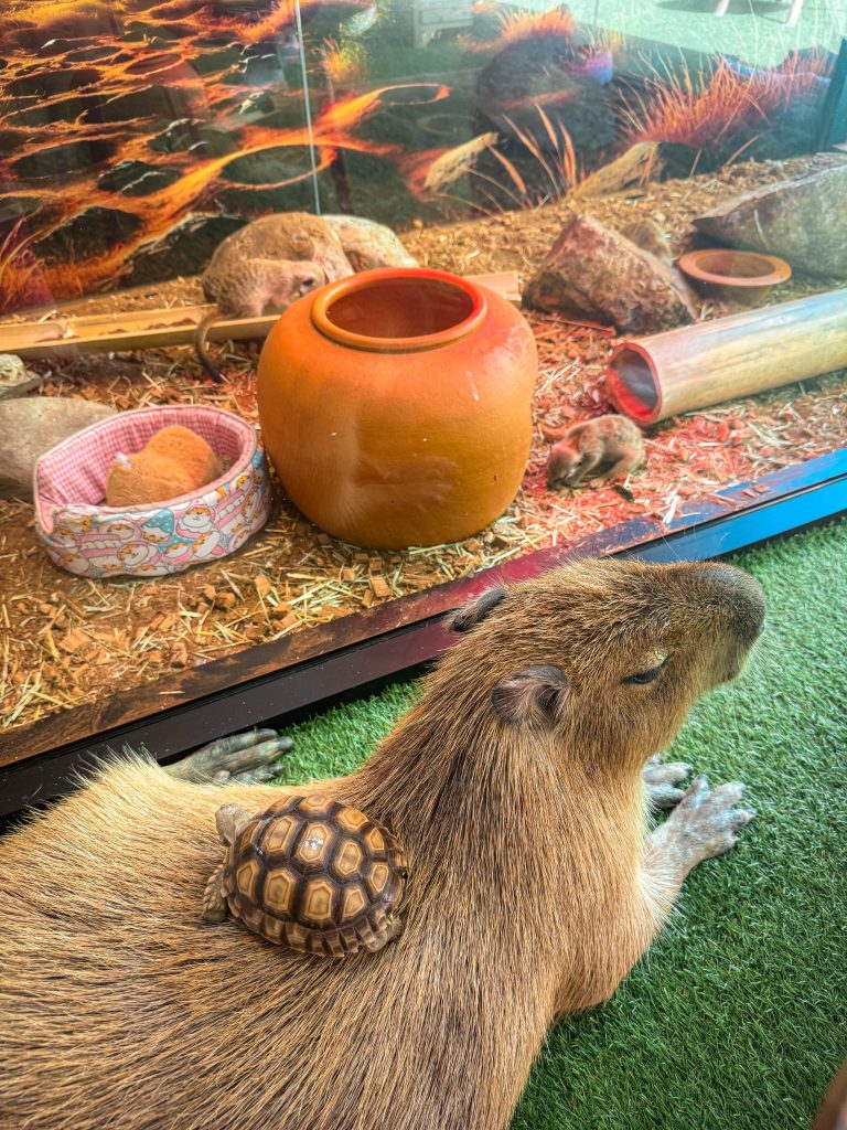 Small tortoise walking through the animal interaction area at Capybara Cafe Thailand in Chiang Mai.