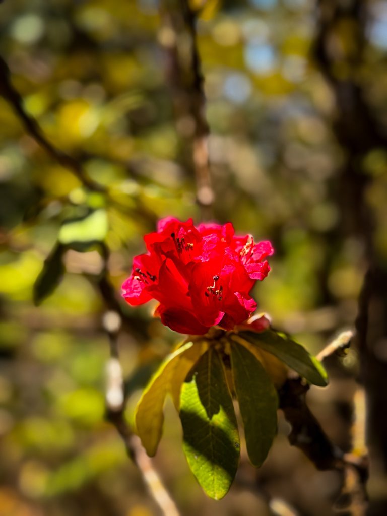 Bright red rhododendron blooming along the Kew Mae Pan Nature Trail in Doi Inthanon National Park.