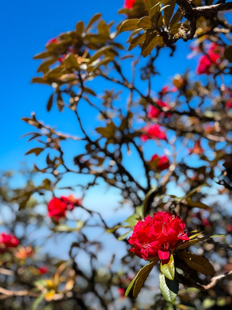 Red rhododendron flowers blooming against a blue sky along the Kew Mae Pan Nature Trail in northern Thailand.