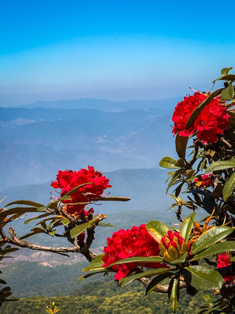 Red rhododendron flowers framing distant mountain views along the Kew Mae Pan Nature Trail in Doi Inthanon.