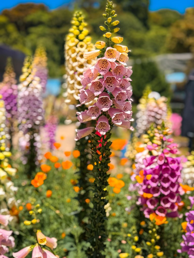 Pink and yellow foxglove flowers blooming in the gardens surrounding the Royal Pagodas at Doi Inthanon.